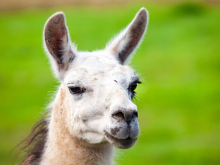 Obraz premium Llama portrait. South american mammal. Close-up view with green grass background.