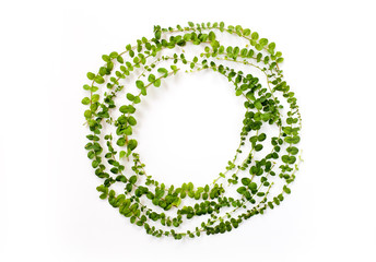Floral round frame with green branches and leaves on white background. Flat lay, top view
