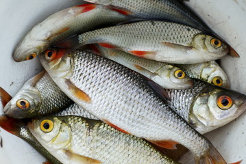 Fresh lake fish in a roynd bucket. Close up