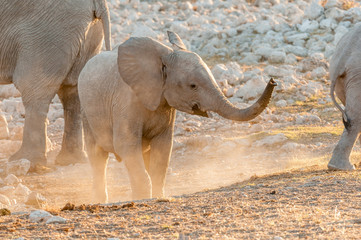 African Elephant calf at sunset in Northern Namibia