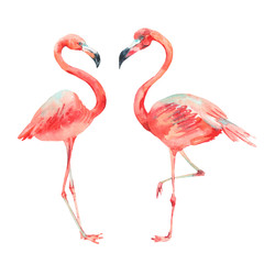 Pink flamingo bright classic nature collection isolated on white