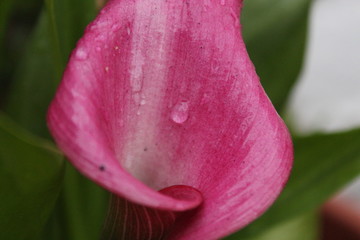 Calla Lily
