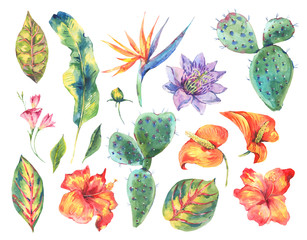 Watercolor set of vintage floral tropical natural elements