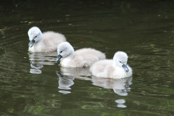 Cygnets