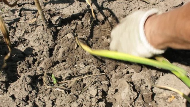 Hands gloved farmer picking ripe garlic