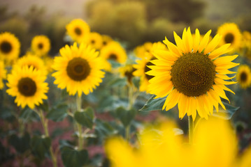 Field of Sunflowers in Summer