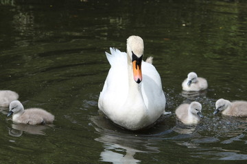 Swan and the cygnets
