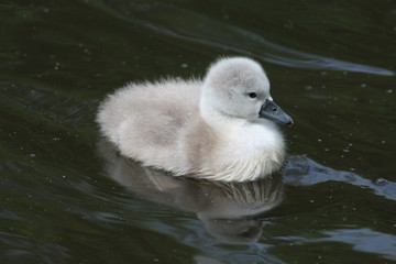 Cygnet