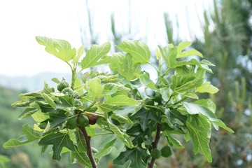 Feigenbaum mit reifen und unreifen Früchten