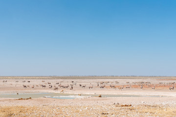 Lionesses watching oryx, springbok, ostrich and Burchells zebras