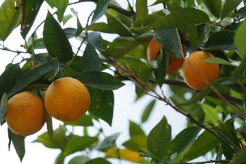 Orangenbaum kurz vor der Ernte
