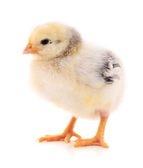 Small yellow chicken.