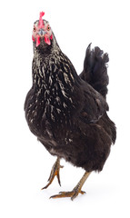 Black hen isolated.