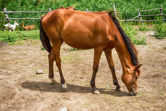 Horse on the Farm 