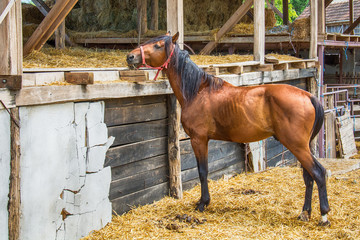 Naklejka premium Horse on the Farm 