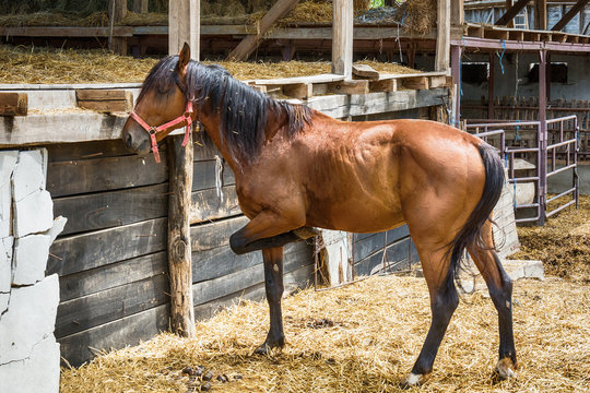 Horse on the Farm 