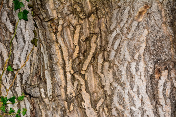 Tree texture