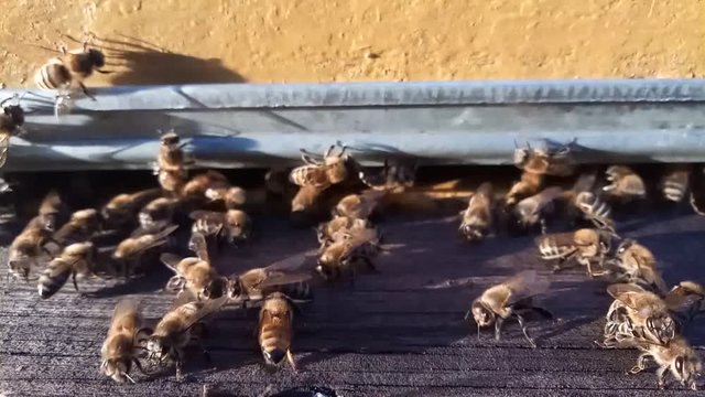 Bees at entrance to hive.