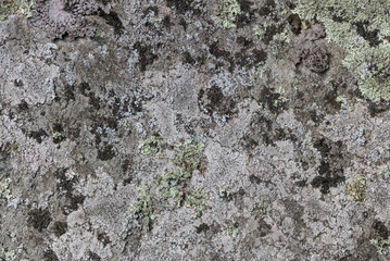Mossy Stone Texture
