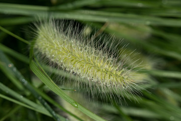Fountaingrass Closeup with Waterdrops