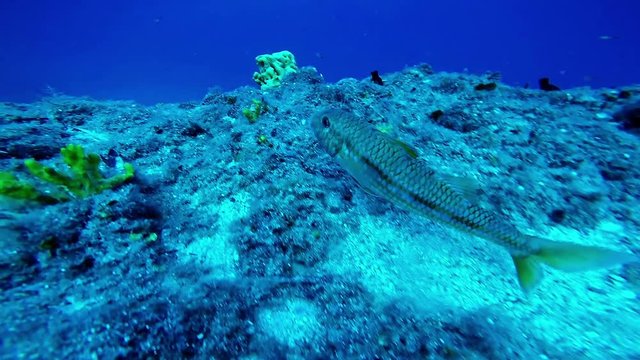 Fish Swimming in Deep Blue Sea