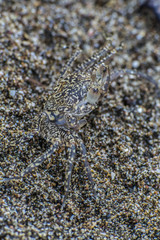 Crab on the beach