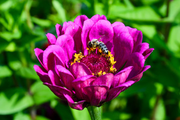Pinke Dahlie mit Biene