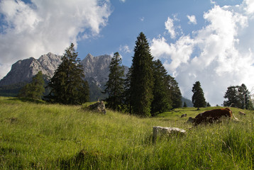 Alpenpanorama mit Kuh