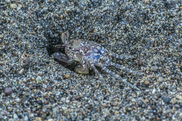 Crab on the beach