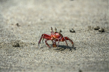 Crab on the beach