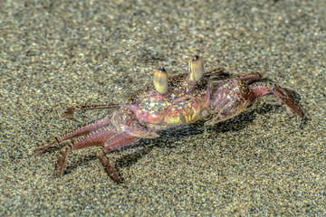 Crab on the beach