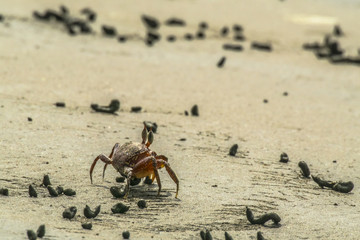 Crab on the beach