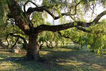 Riesiger Baum in Santa Barbara