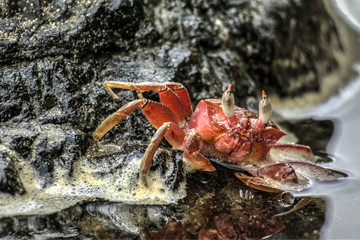 Crab on the beach