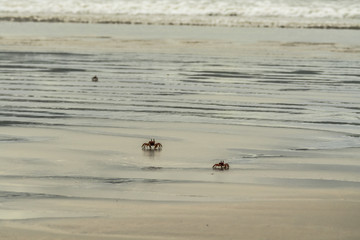 Crab on the beach
