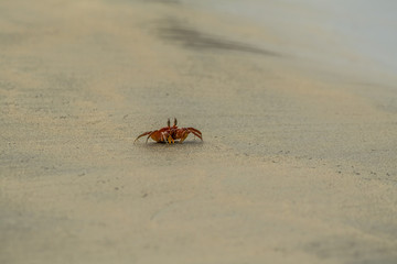Crab on the beach
