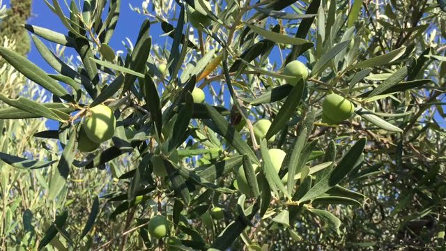 Oliven am Olivenbaum 