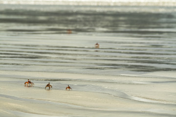 Crab on the beach