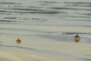 Crab on the beach