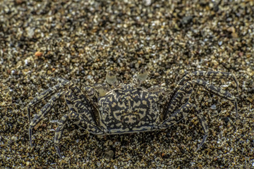 Crab on the beach