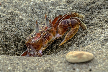 Crab on the beach