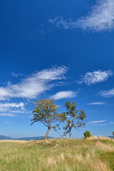 Two trees on the hill
