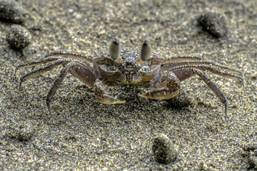Crab on the beach