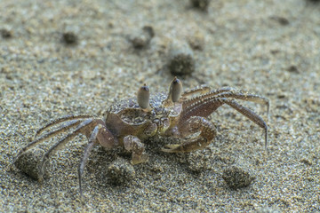 Crab on the beach