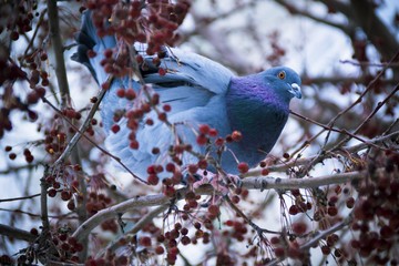 Bird on tree winter 2016