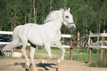 Obraz na płótnie Canvas running white Lipizzaner horse in paddock