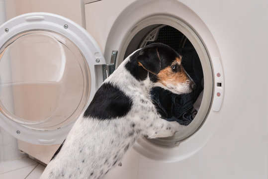 Hund schaut in die Waschmaschine - Jack Russell Terrier