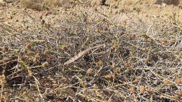Gottesanbeterin zwischen Gestr&uuml;pp; Natur, Tierwelt 