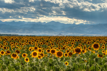 Sunflower Feild