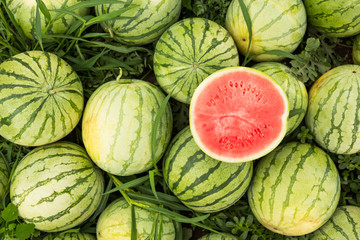 Ripe watermelons on the field, harvesting. Cut red watermelon.